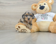 7 week old Cockapoo Puppy For Sale - Premier Pups