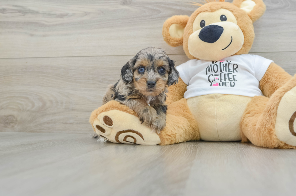 5 week old Cockapoo Puppy For Sale - Premier Pups