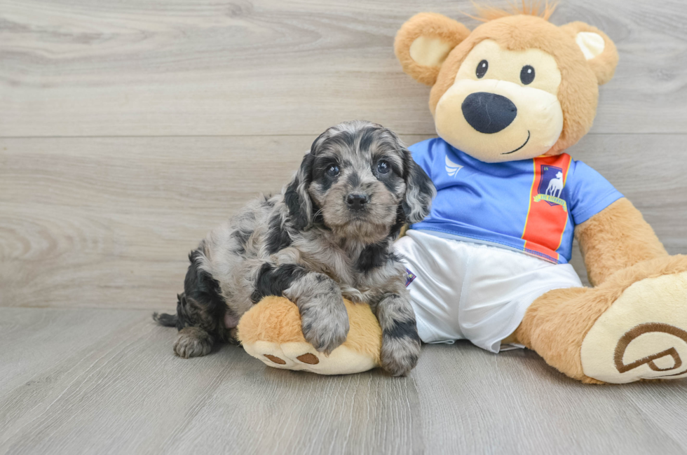 5 week old Cockapoo Puppy For Sale - Premier Pups