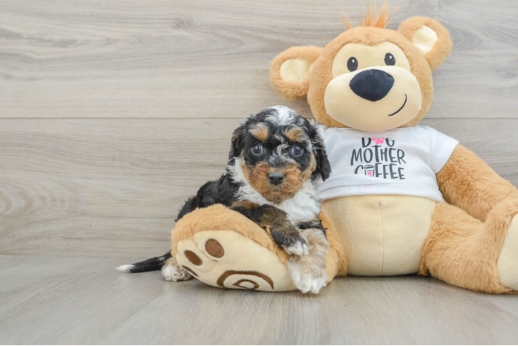 Sweet Cockapoo Baby