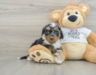 8 week old Cockapoo Puppy For Sale - Premier Pups