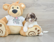 8 week old Cockapoo Puppy For Sale - Premier Pups