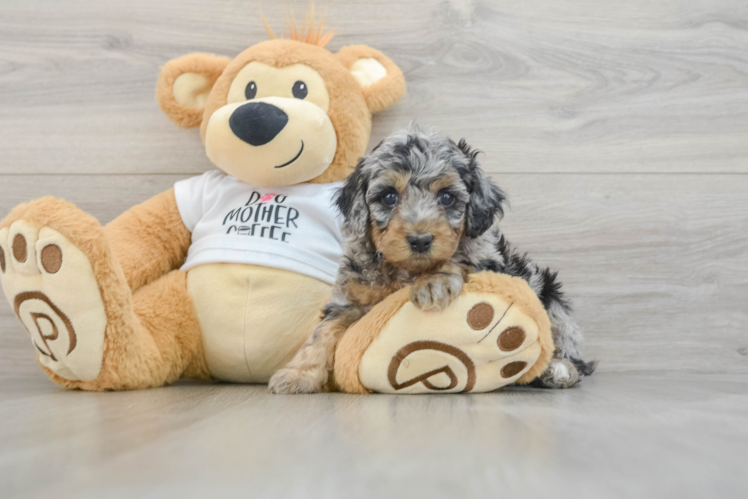 Cockapoo Pup Being Cute