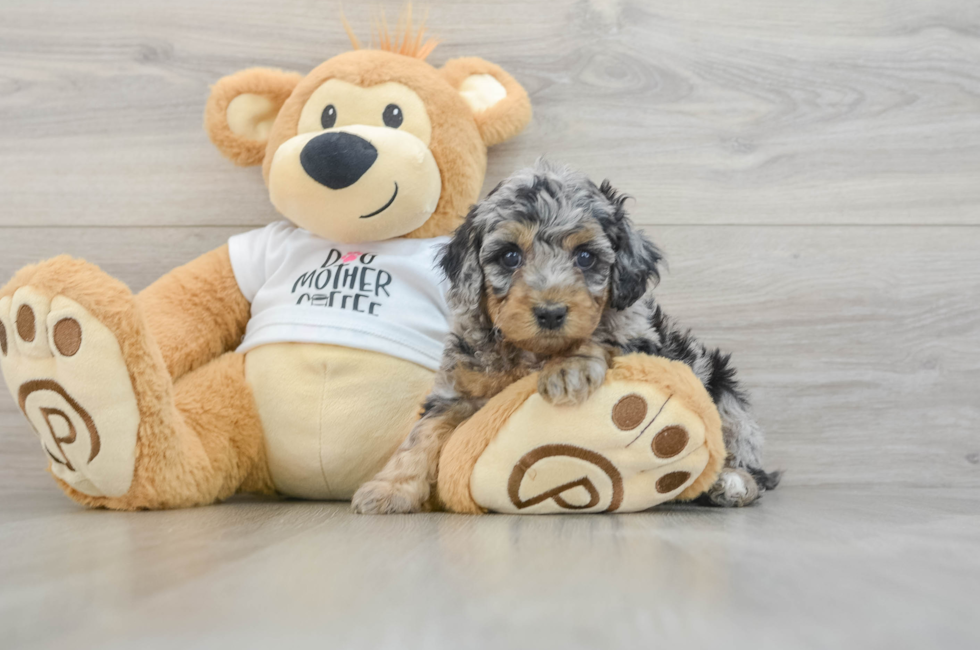 5 week old Cockapoo Puppy For Sale - Premier Pups