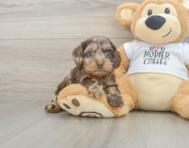 7 week old Cockapoo Puppy For Sale - Premier Pups