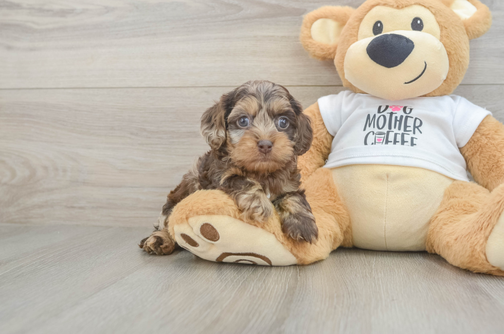 5 week old Cockapoo Puppy For Sale - Premier Pups