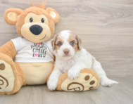 6 week old Cockapoo Puppy For Sale - Premier Pups