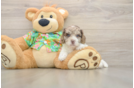 Cockapoo Pup Being Cute