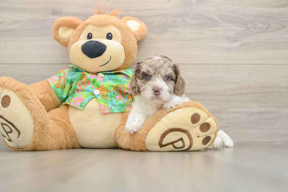Cockapoo Pup Being Cute