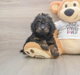 5 week old Cockapoo Puppy For Sale - Premier Pups