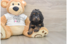 Cockapoo Puppy for Adoption