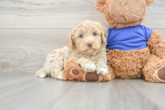 Little Cockerpoo Poodle Mix Puppy