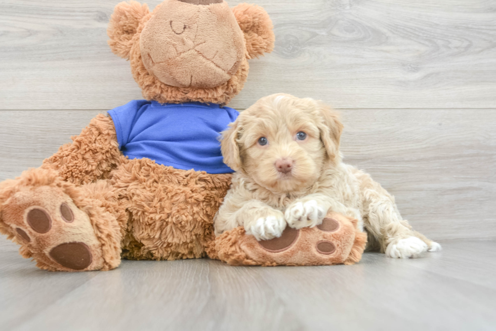 Hypoallergenic Cockerpoo Poodle Mix Puppy