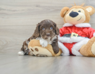 6 week old Cockapoo Puppy For Sale - Premier Pups