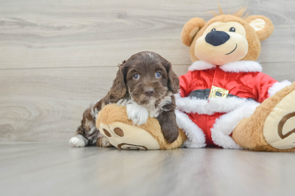 5 week old Cockapoo Puppy For Sale - Premier Pups