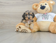 7 week old Cockapoo Puppy For Sale - Premier Pups