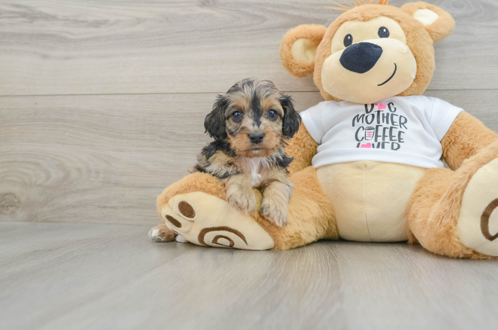 5 week old Cockapoo Puppy For Sale - Premier Pups