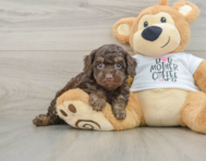 8 week old Cockapoo Puppy For Sale - Premier Pups
