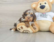 5 week old Cockapoo Puppy For Sale - Premier Pups