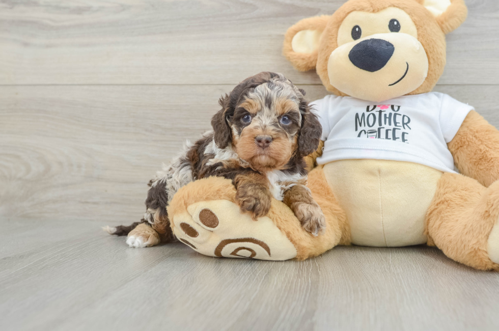 5 week old Cockapoo Puppy For Sale - Premier Pups