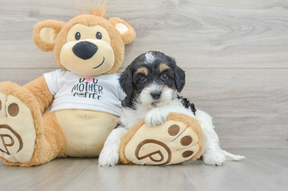 5 week old Cockapoo Puppy For Sale - Premier Pups