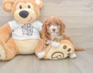 7 week old Cockapoo Puppy For Sale - Premier Pups