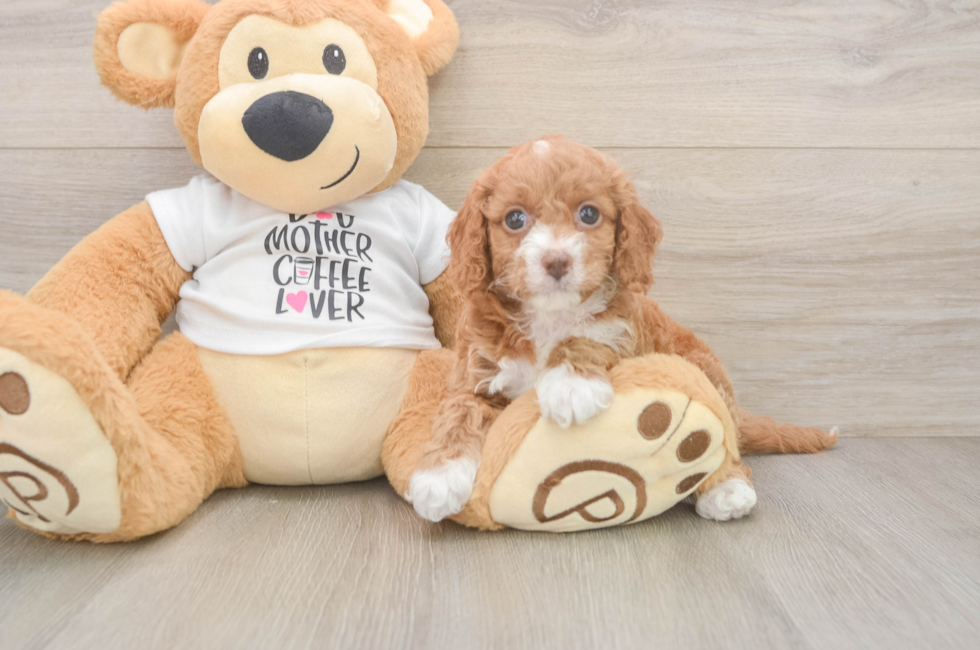 5 week old Cockapoo Puppy For Sale - Premier Pups