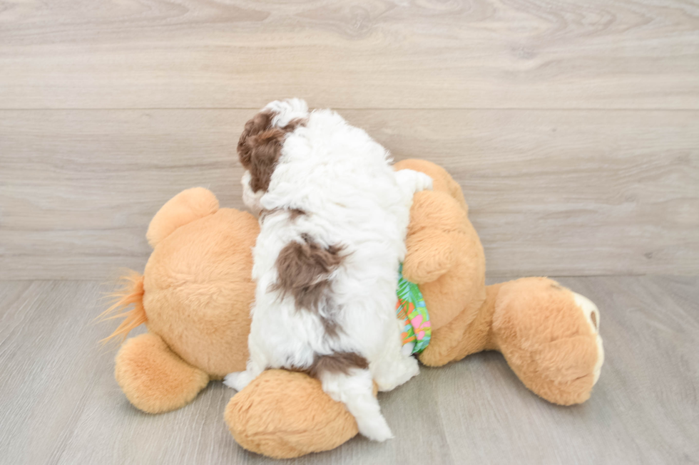 Playful Cocker Doodle Poodle Mix Puppy