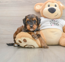 8 week old Cockapoo Puppy For Sale - Premier Pups