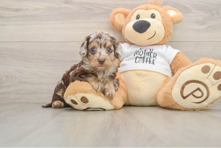 Funny Cockapoo Poodle Mix Pup