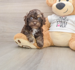 5 week old Cockapoo Puppy For Sale - Premier Pups