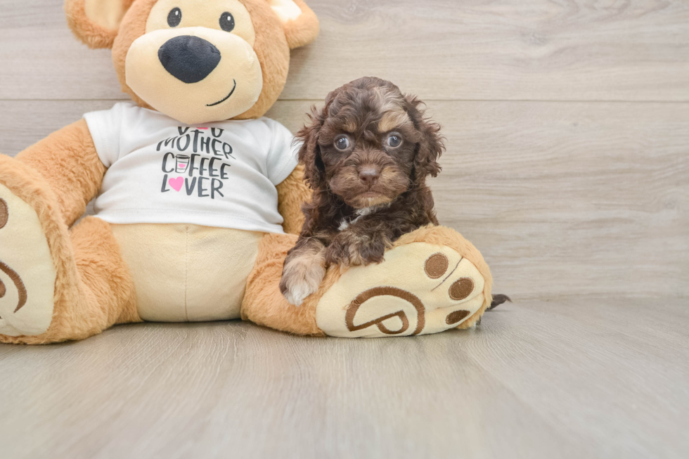 Energetic Cocker Doodle Poodle Mix Puppy