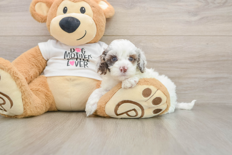 Best Cockapoo Baby