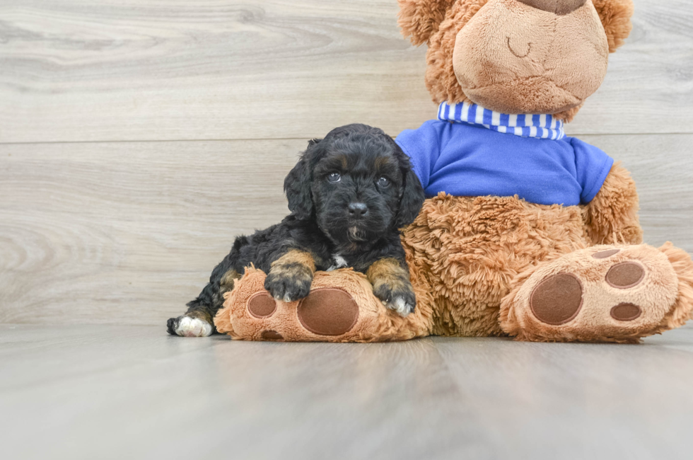 5 week old Cockapoo Puppy For Sale - Premier Pups