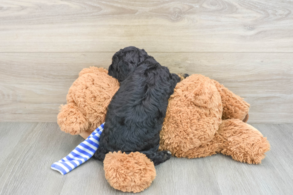 Cockapoo Puppy for Adoption