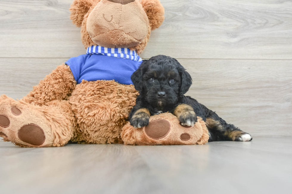 Cockapoo Puppy for Adoption