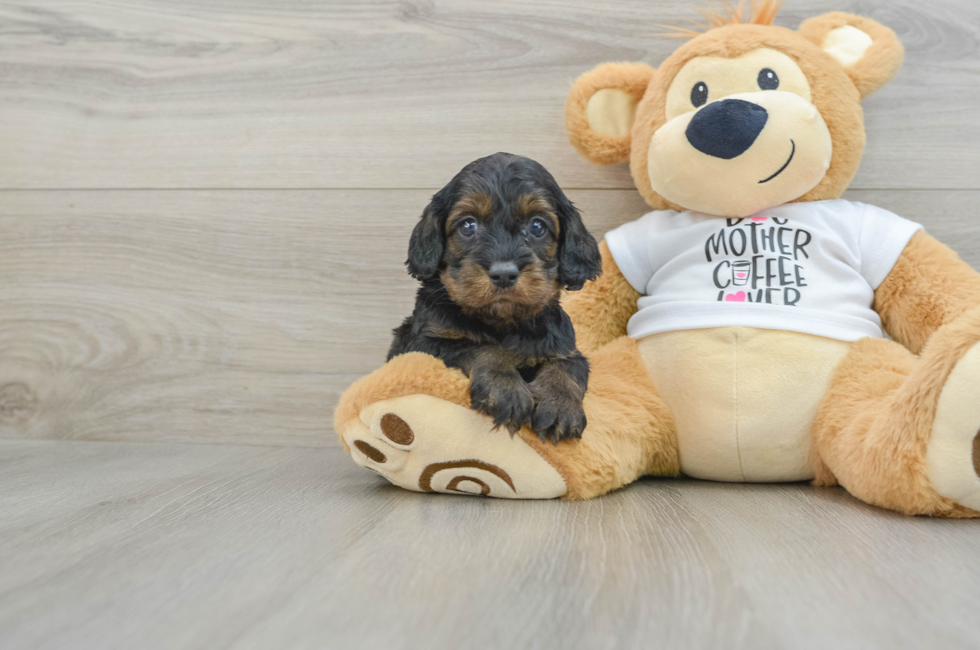 5 week old Cockapoo Puppy For Sale - Premier Pups