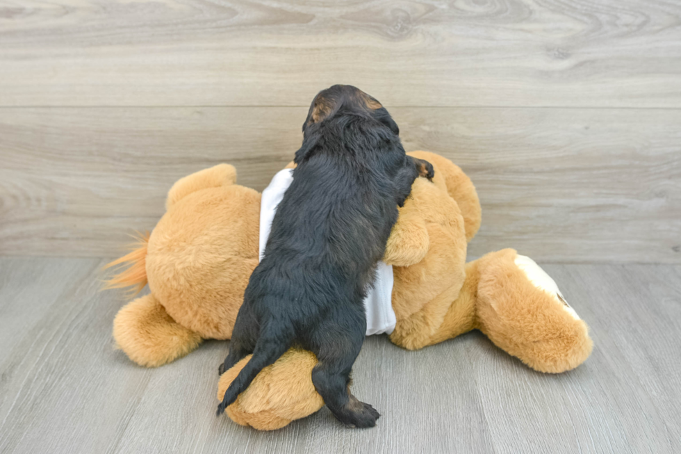 Popular Cockapoo Poodle Mix Pup