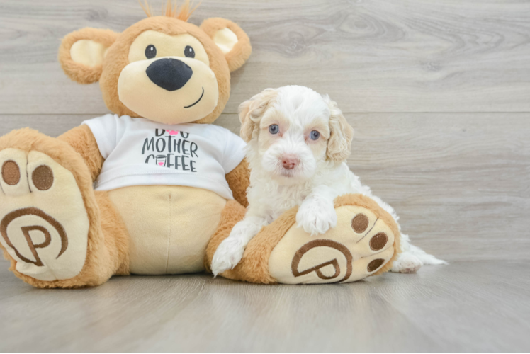 Best Cockapoo Baby