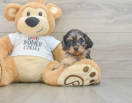 8 week old Cockapoo Puppy For Sale - Premier Pups