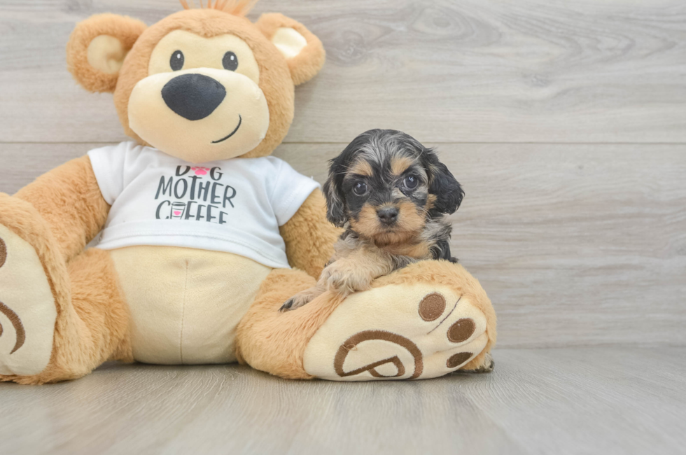 5 week old Cockapoo Puppy For Sale - Premier Pups