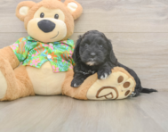 7 week old Cockapoo Puppy For Sale - Premier Pups