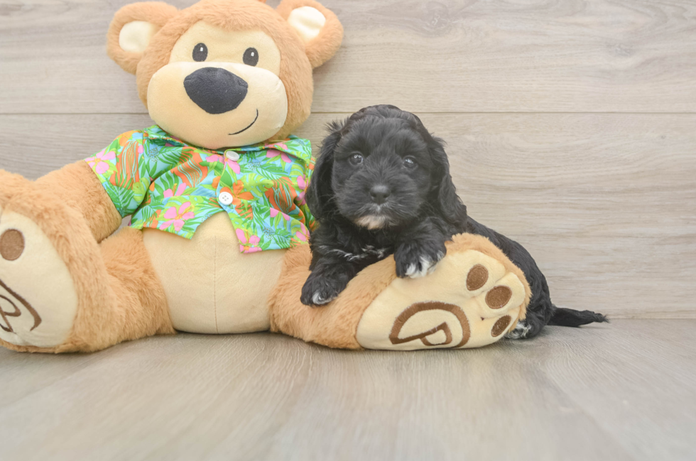 6 week old Cockapoo Puppy For Sale - Premier Pups