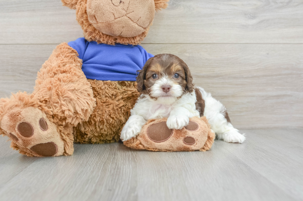 8 week old Cockapoo Puppy For Sale - Premier Pups