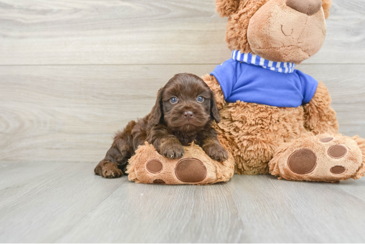 Petite Cockapoo Poodle Mix Pup