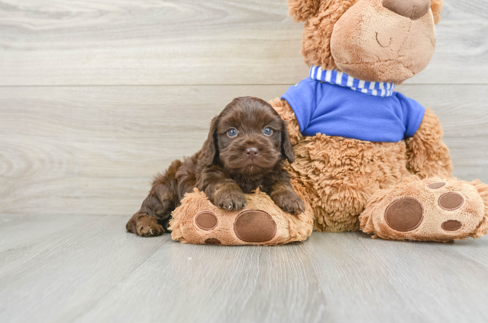 5 week old Cockapoo Puppy For Sale - Premier Pups