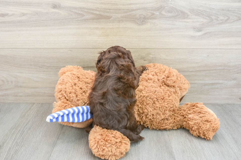 Cockapoo Pup Being Cute