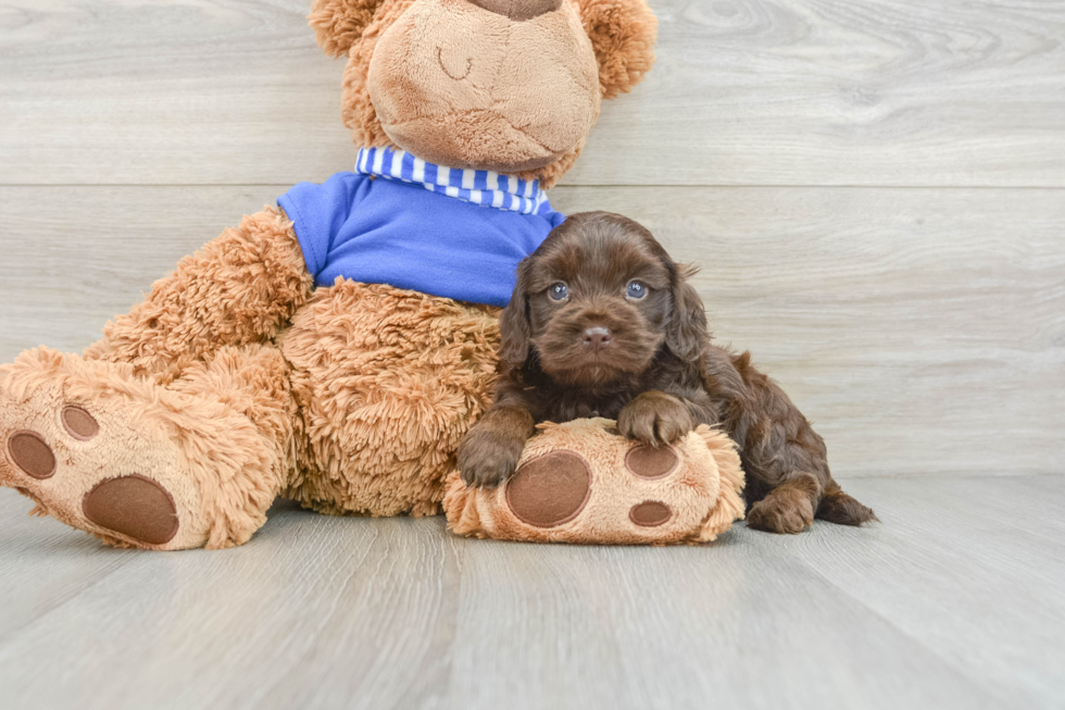 Little Cocker Doodle Poodle Mix Puppy