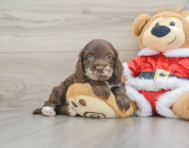 6 week old Cockapoo Puppy For Sale - Premier Pups