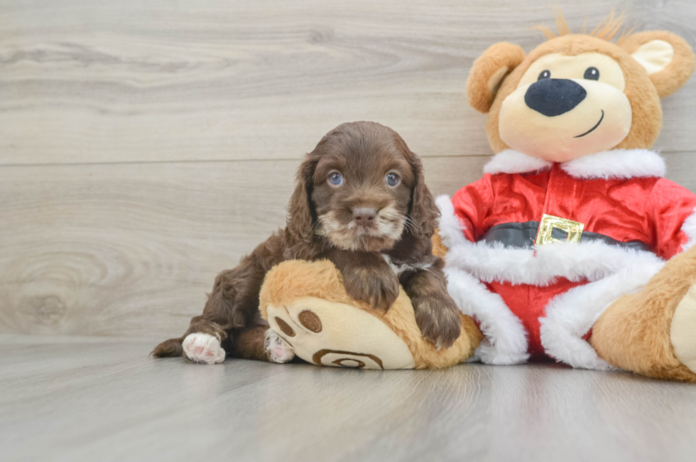 5 week old Cockapoo Puppy For Sale - Premier Pups